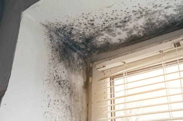 Affordable Bathroom Mold Removal solutions in Basking Ridge, NJ